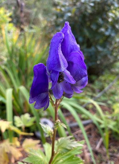 Monkshood