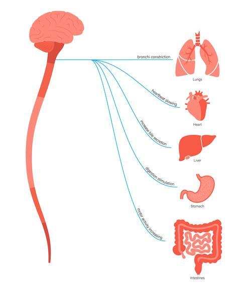 Vagus nerve