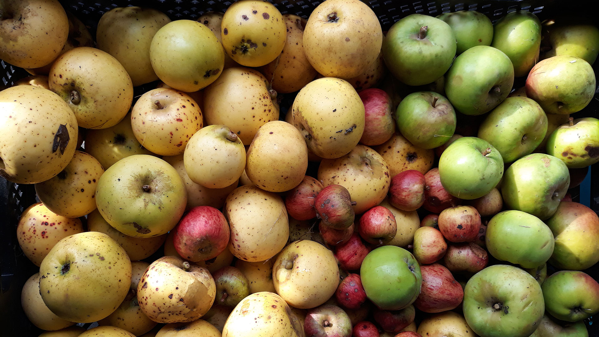 Apples harvested at Dunmore Country School