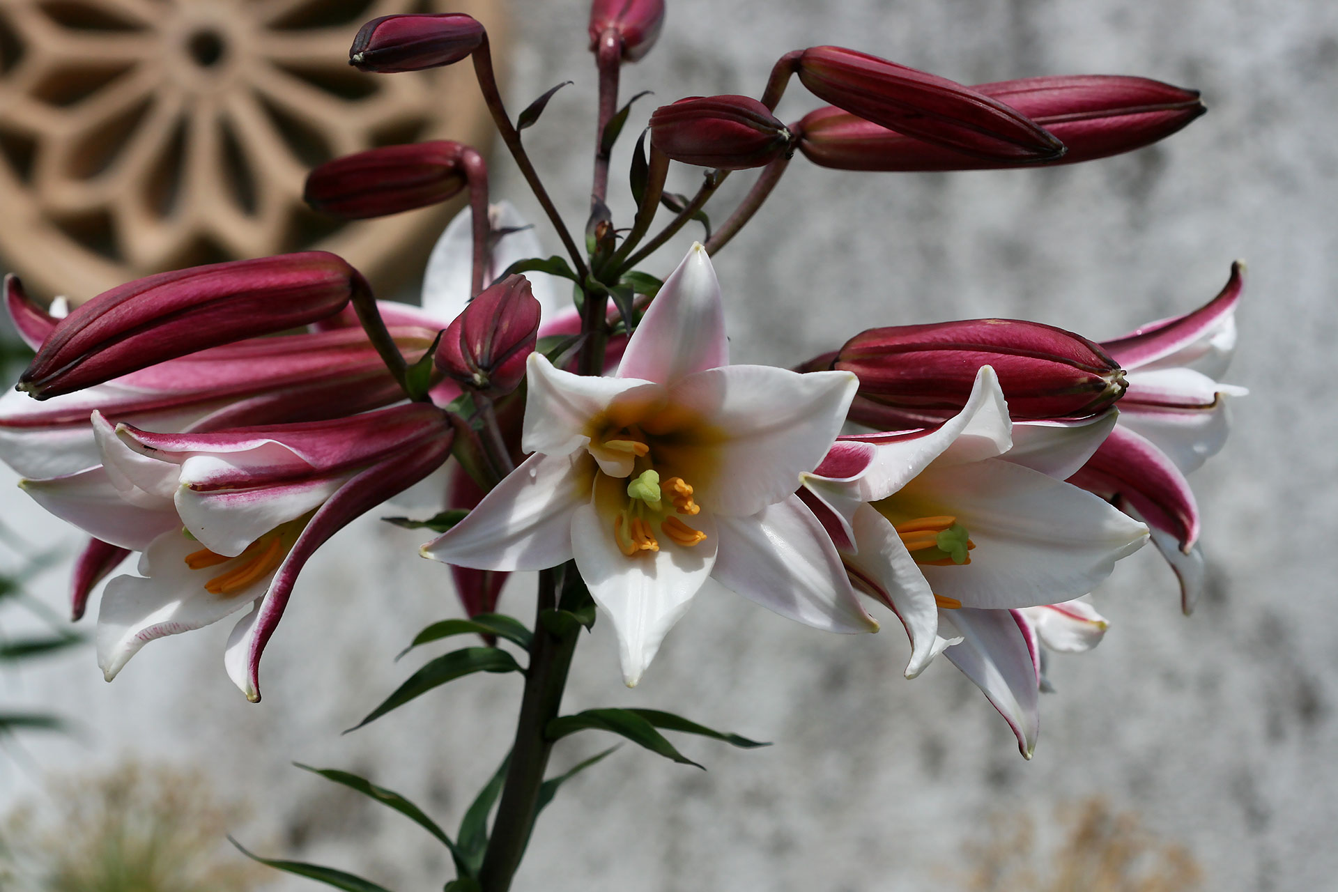 Flowers in full bloom in our garden