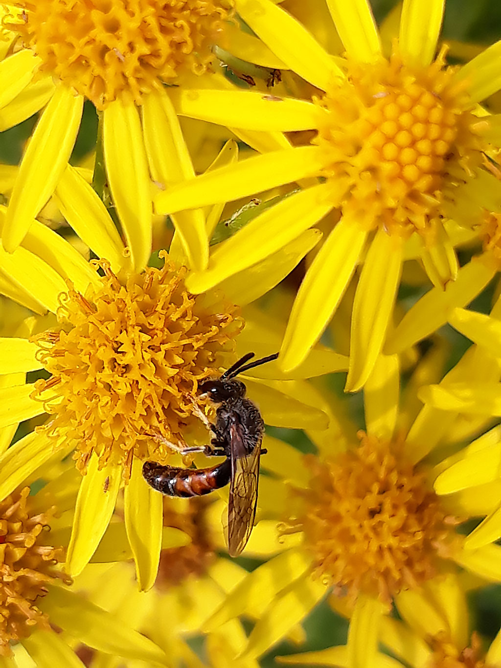 Busy bee at Dunmore Country School