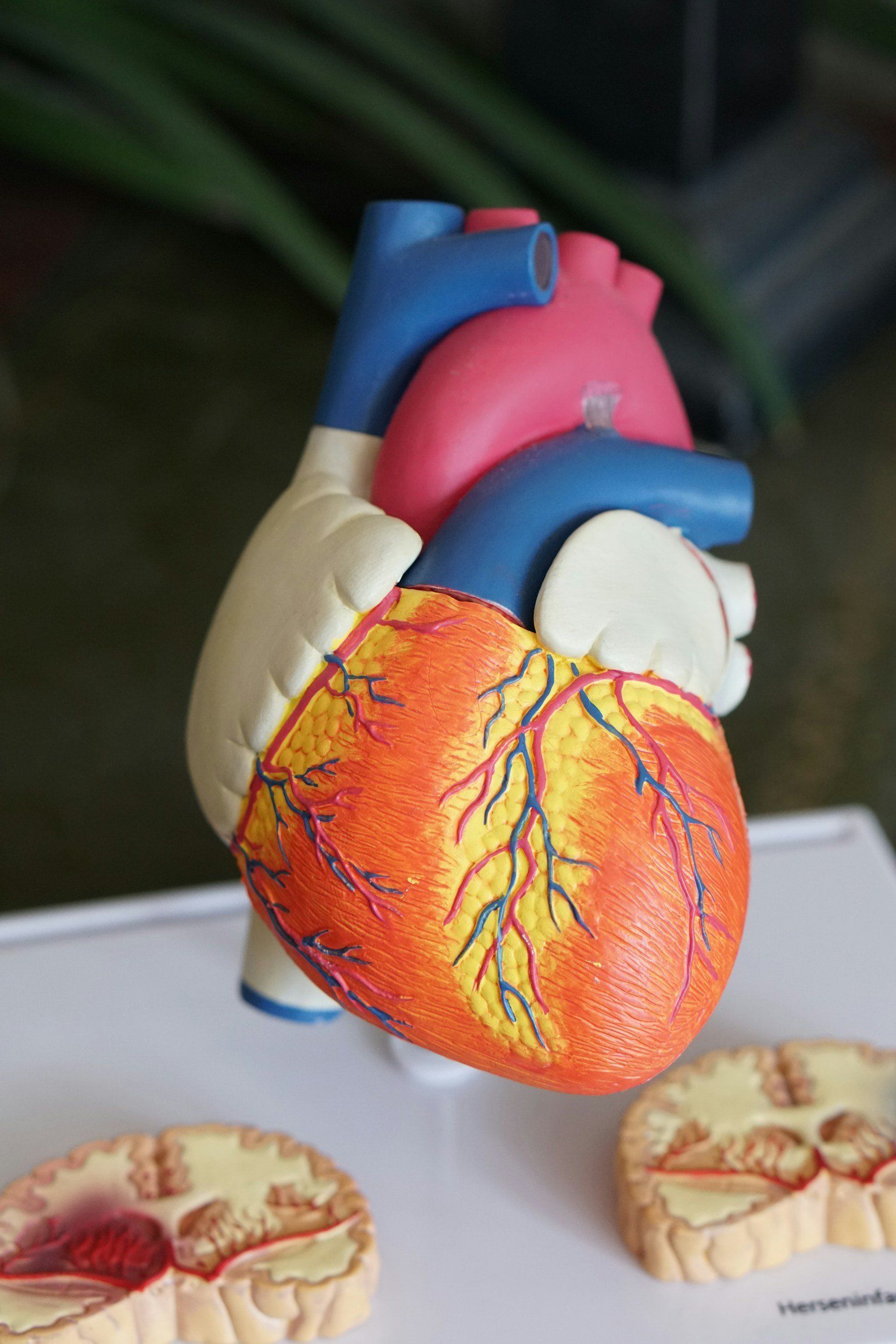 DEXA Scan Reveals Critical Cardiovascular Health Details in Women8