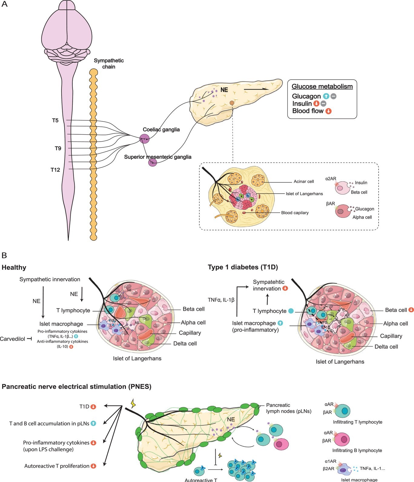 Sympathetic nervous system and immune interplay