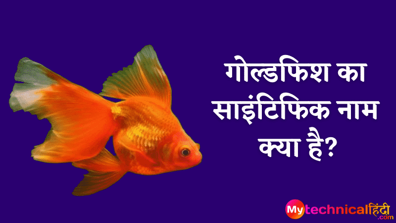 गोल्डफिश का साइंटिफिक नाम क्या है, Goldfish ka scientific naam kya hai