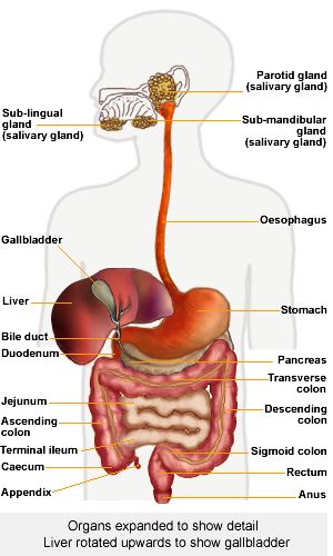 digestive system