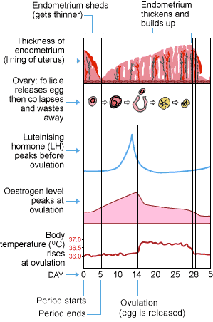 menstrual cycle