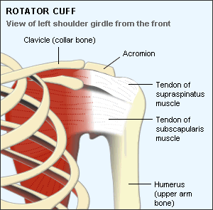 shoulder girdle