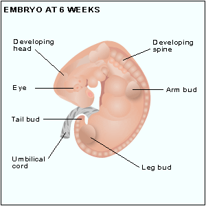 embryo at 6 weeks