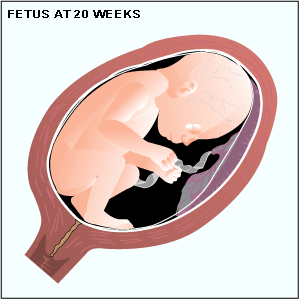 fetus at 20 weeks