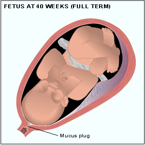 fetus at 40 weeks