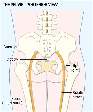 sciatic nerve