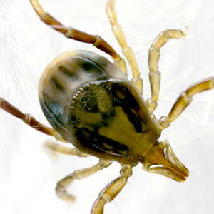 paralysis tick