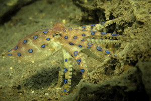 blue ringed octopus