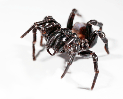 funnelweb spider