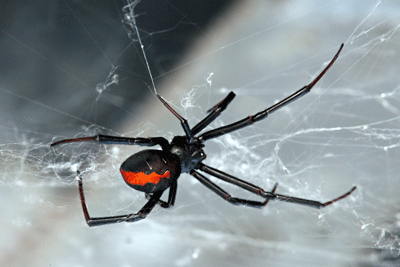 red back spider