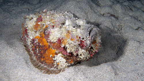 stonefish