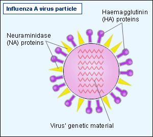 Influenza A virus particle showing surface proteins