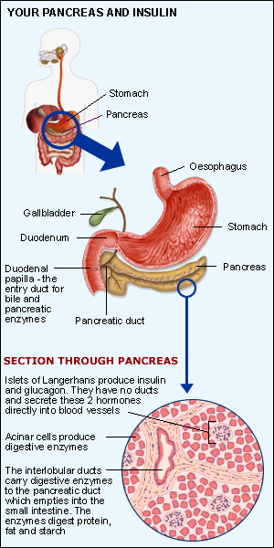 how your pancreas produces insulin