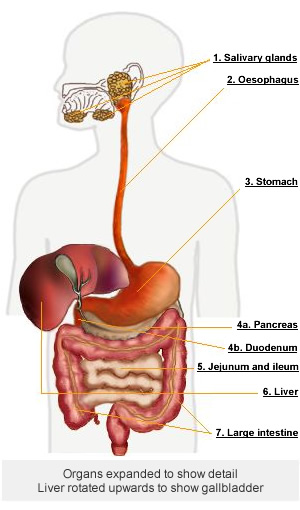 gastrointestinal system