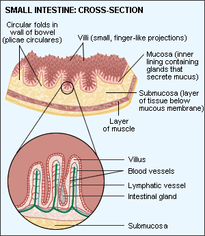 small intestine showing villi