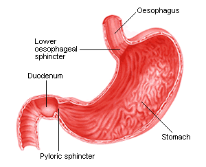 stomach and duodenum