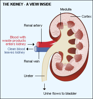 kidney