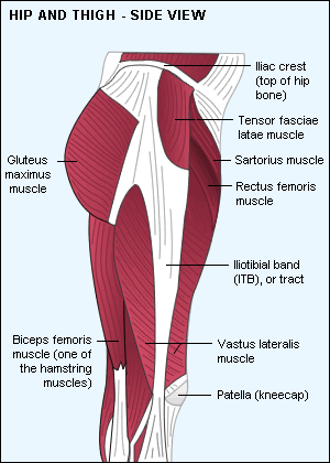 side view of thigh