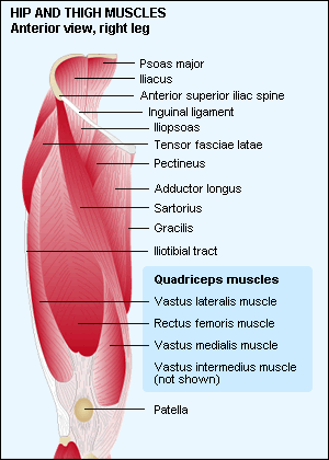 hip and thigh - anterior view