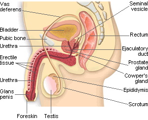 male reproductive system