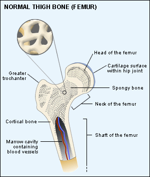 normal bone