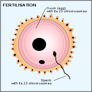 fertilisation of egg