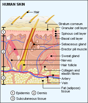 skin structure