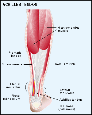 lower leg including achilles tendon and calf muscles