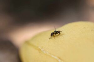 A closeup of a gnat on fruit