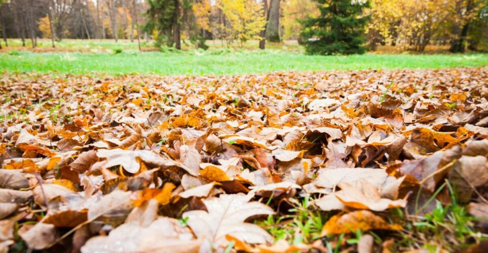 Fallen leaves lay over grass in a yard