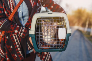 Woman in colorful cardigan and cat lying in plastic carrier outdoors