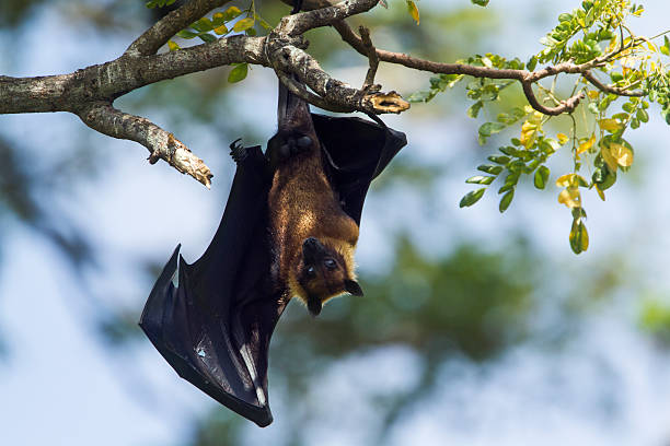 Does It Bring Bad Luck If A Bat Enters Into A House?