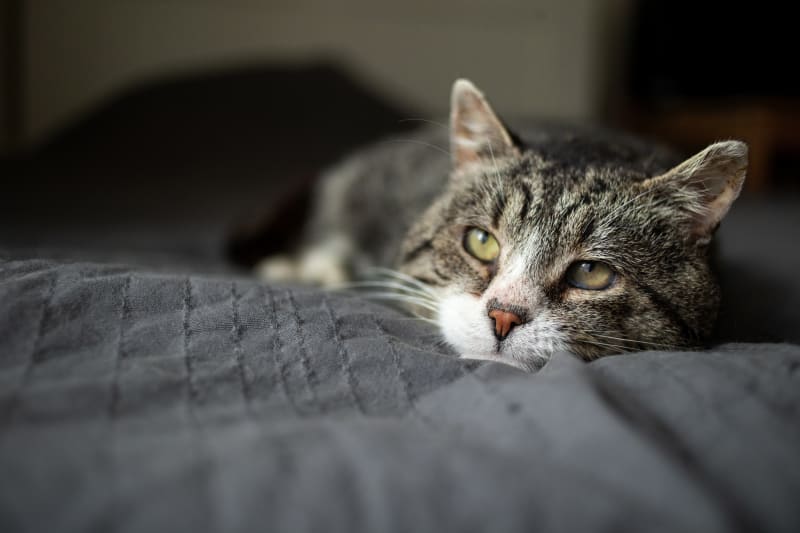 How To Tell If Your Cat Is Sick Signs Symptoms Vet Blog