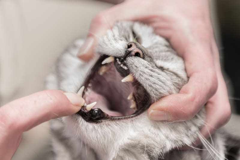 Common Dental Problems For Your Cat Dunnellon Animal Hospital