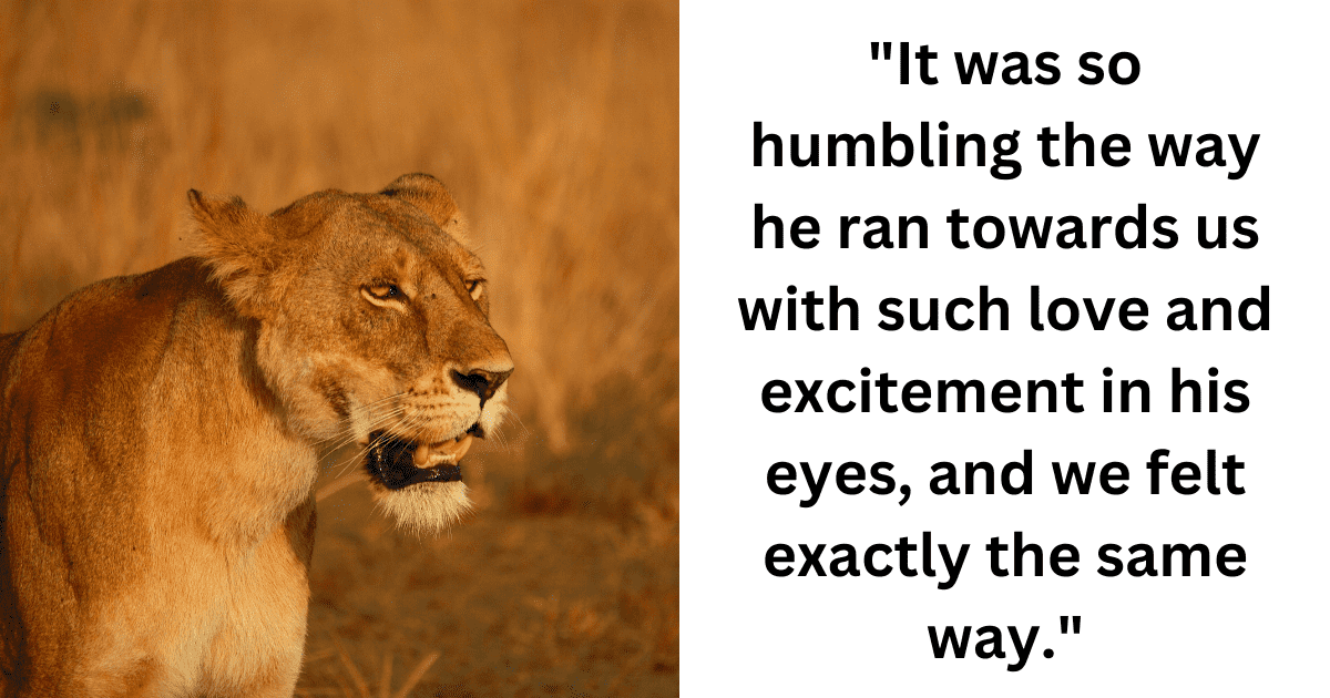 Lion leaps and hugs the two men who took care of him as a little cub in a heartwarming moment