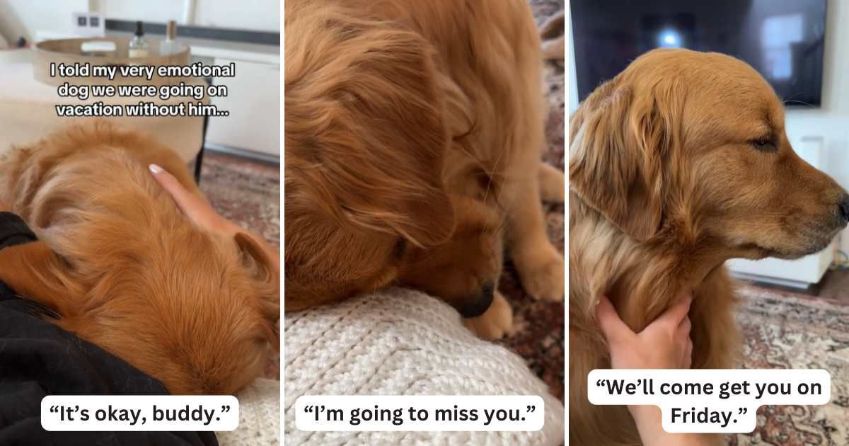 Dog's dramatic reaction upon realizing his humans were going on vacation without him steals hearts