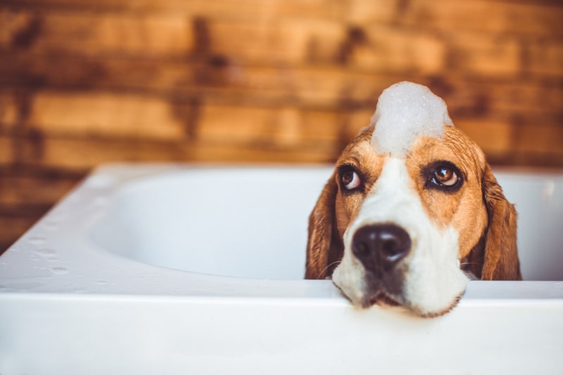 How To Give A Dog A Bath Aspca Pet Health Insurance