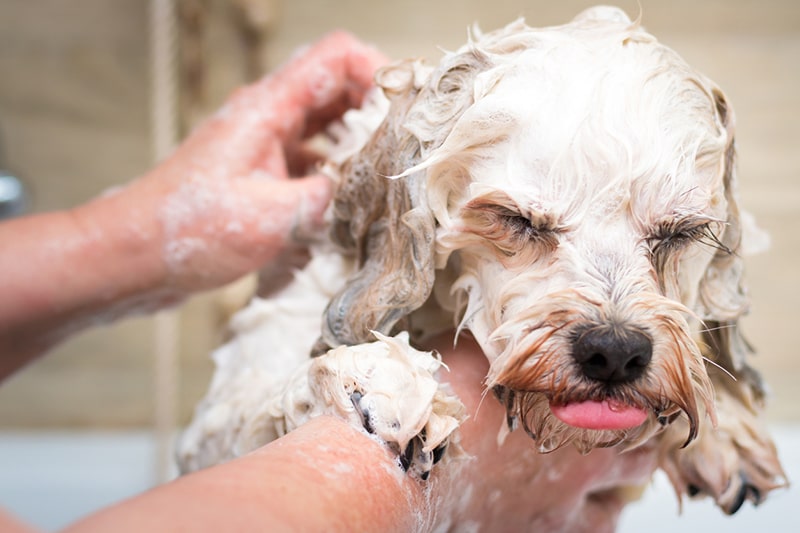 How To Give A Dog A Bath Aspca Pet Health Insurance