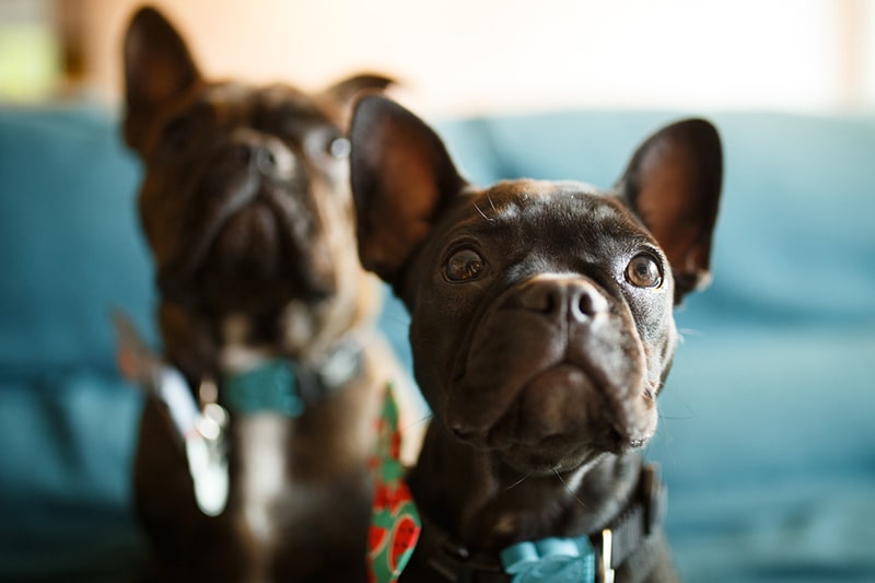 French Bulldog Facts History Personality And Care Aspca Pet Health Insurance