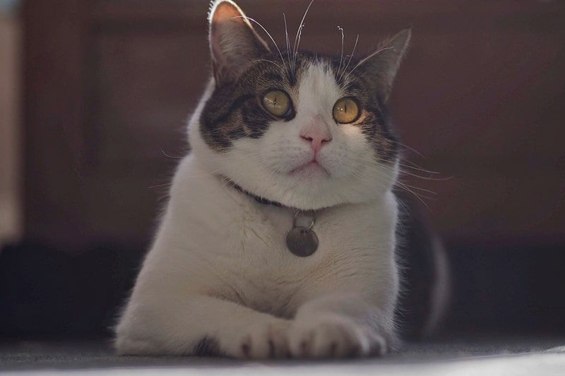 All About Mixed Breed Cats What Mix Is Yours Aspca Pet Health Insurance