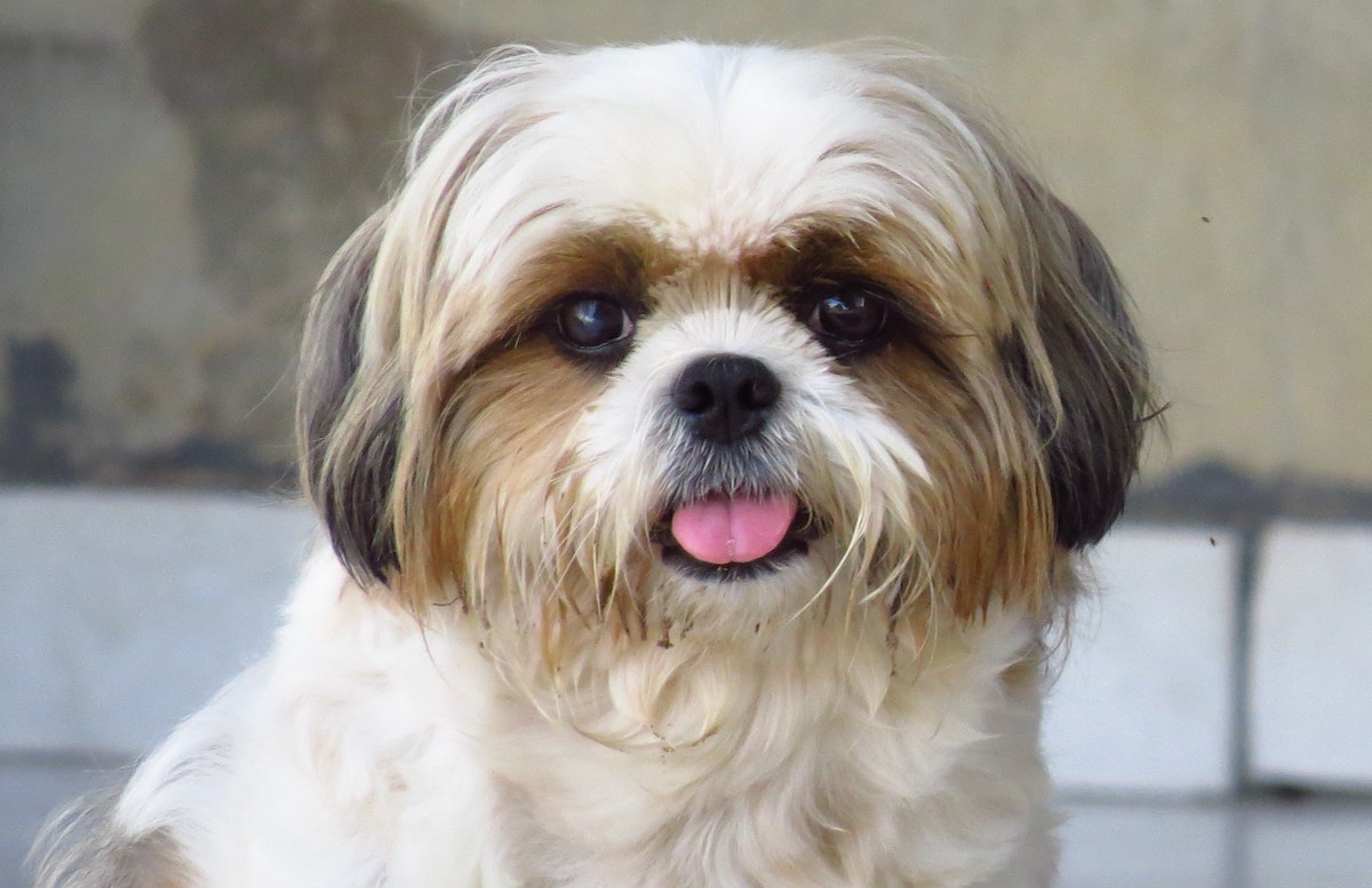Shih Tzu Adopteren Of Herplaatsen Verhuisdieren Nl