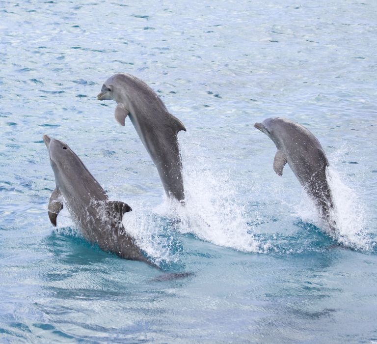 A Flock Of Seagulls Are Swimming In The Water