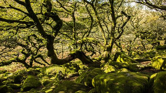 Wistman's Wood