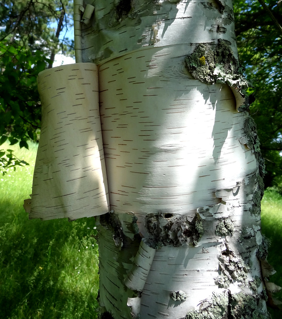 Birch-Bark Biting