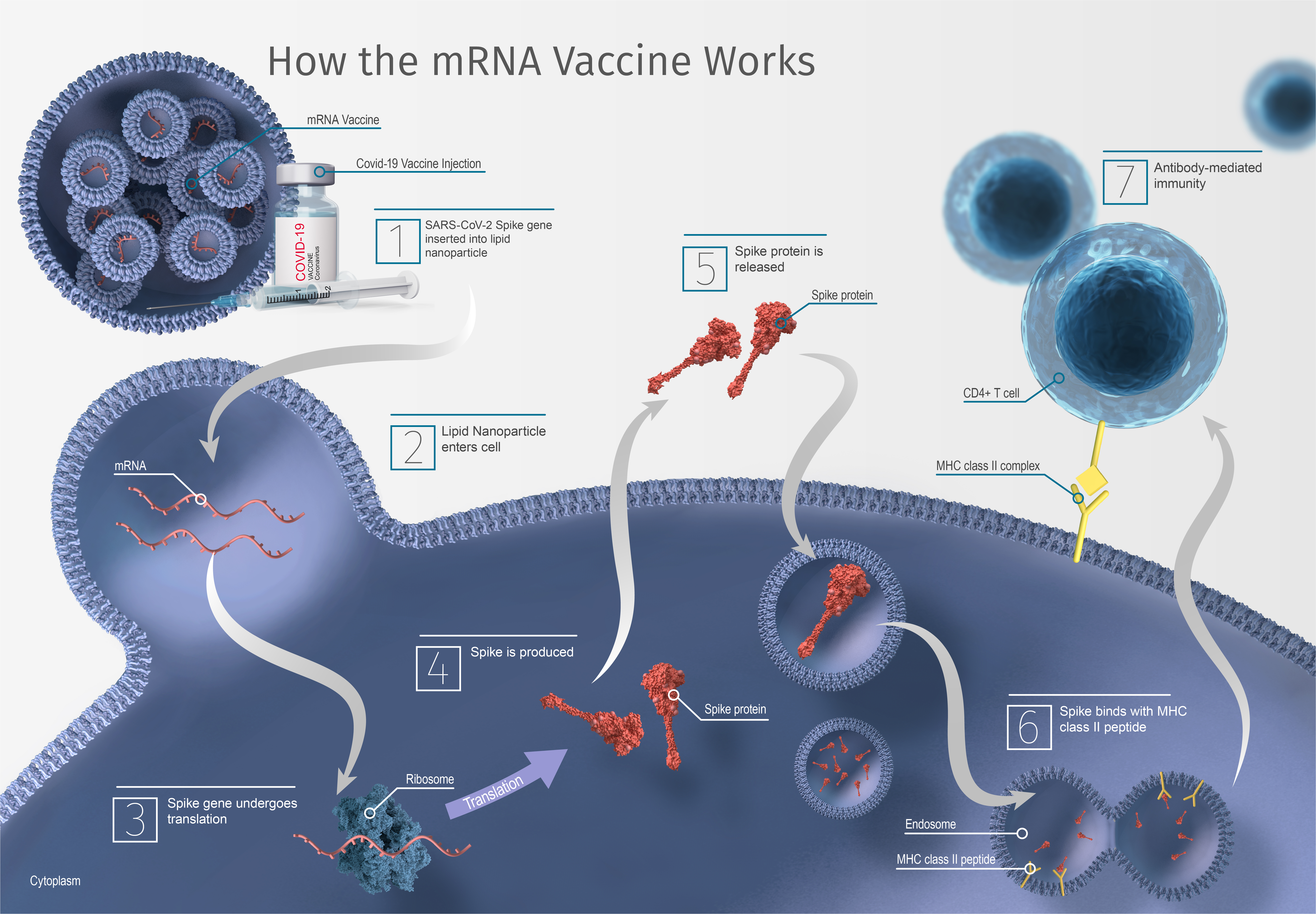 How the mRNA Vaccine Works